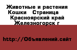 Животные и растения Кошки - Страница 3 . Красноярский край,Железногорск г.